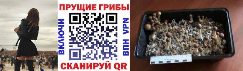 Купить где  Шиханы  Псилоцибиновые грибы Magic Shrooms 